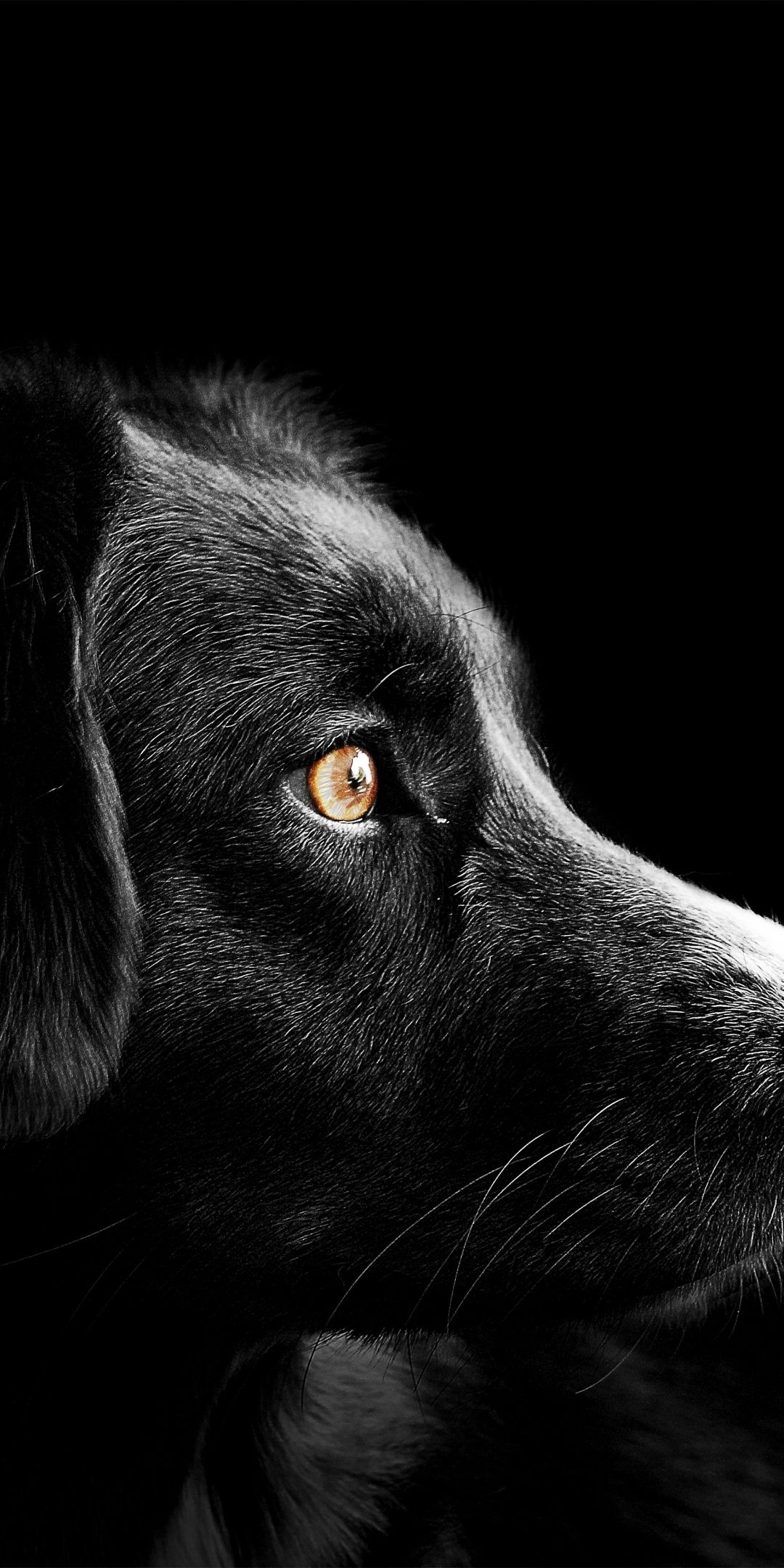 A black dog with yellow eyes looking at the camera - Dog