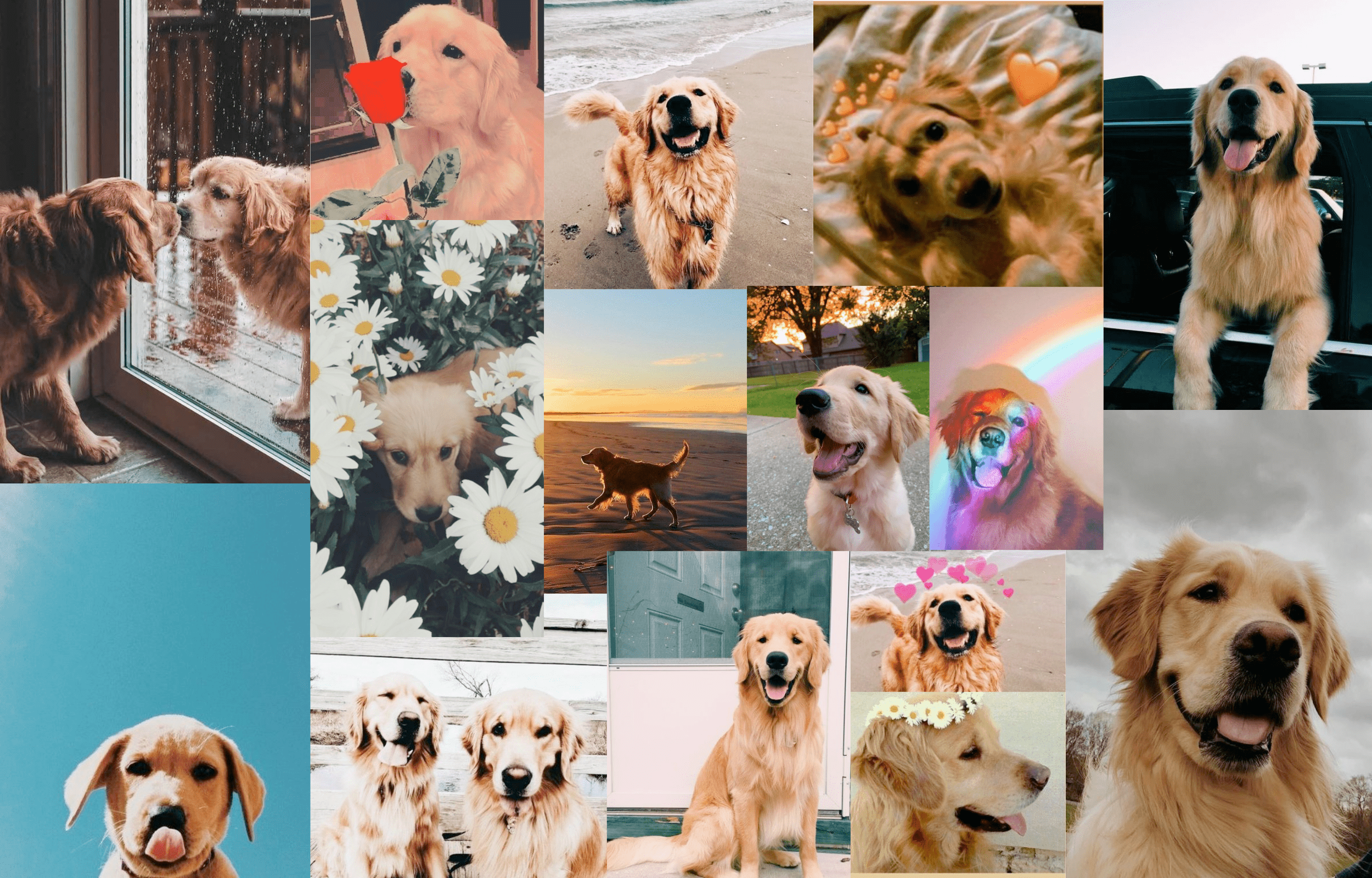 A collage of golden retriever photos including flowers, the ocean, and the dogs themselves. - Dog, puppy