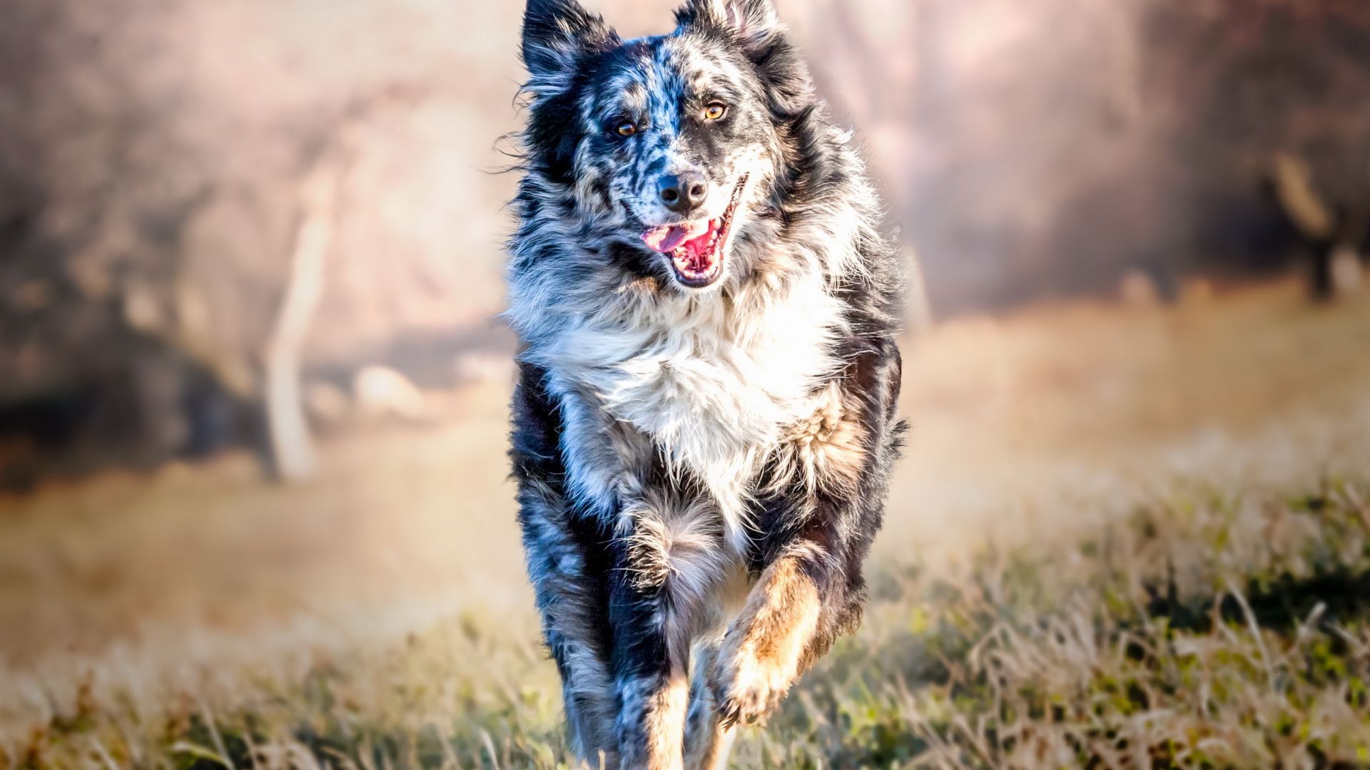 Desktop Wallpaper Border Collie, Dog, Play, Spots, Meadow, HD Image, Picture, Background, D1077b