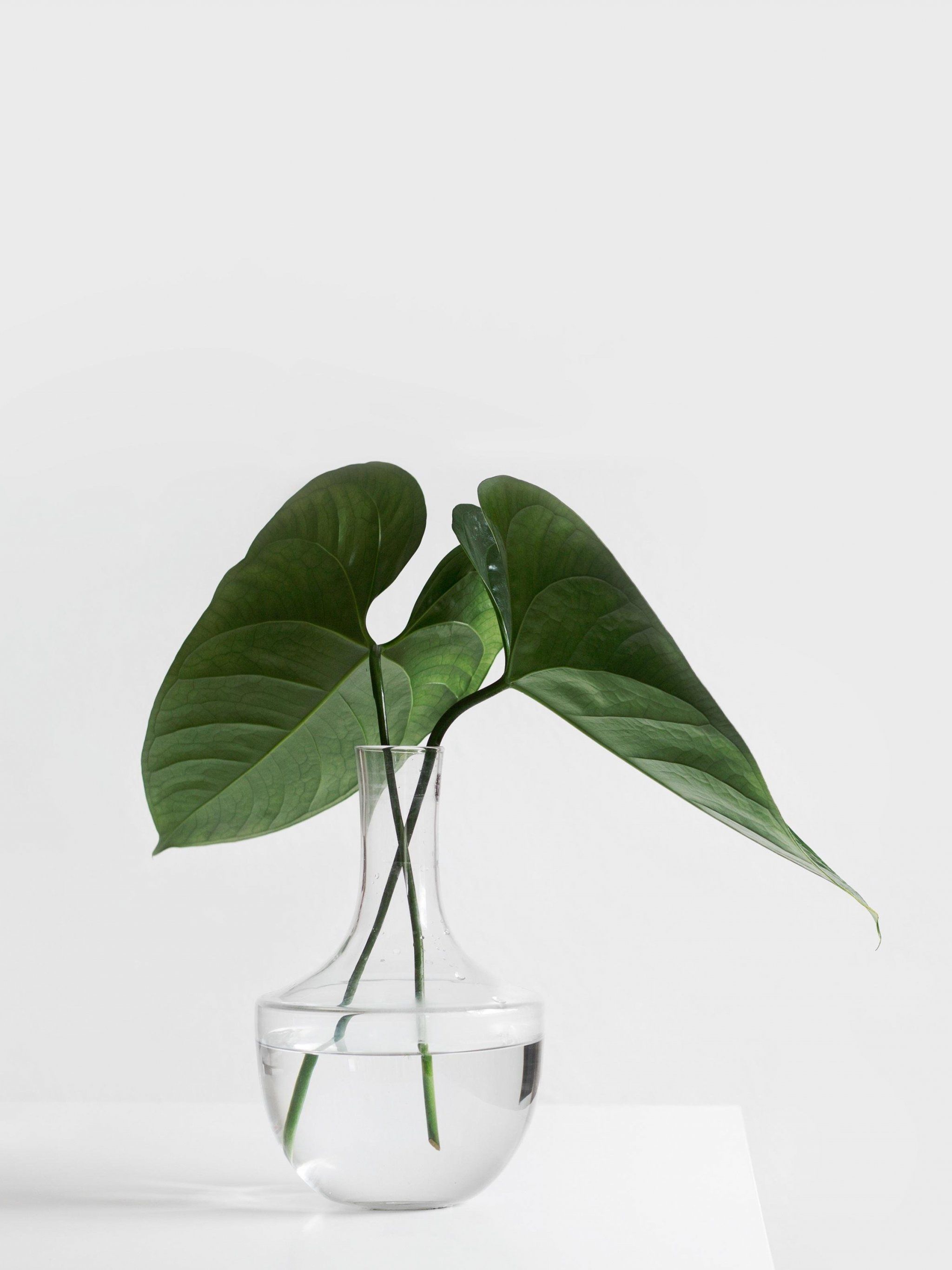 Minimalist Aesthetic Plant in Clear Vase Wallpaper, Android & Desktop Background