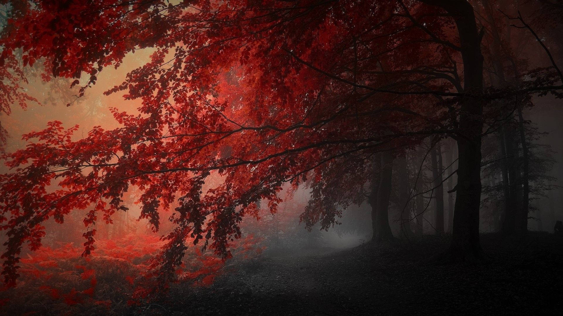 Red forest wallpaper, 1920x1080 | All Wallpapers | Pinterest | Forest wallpaper - Desktop, light red, dark red, crimson, red, dark