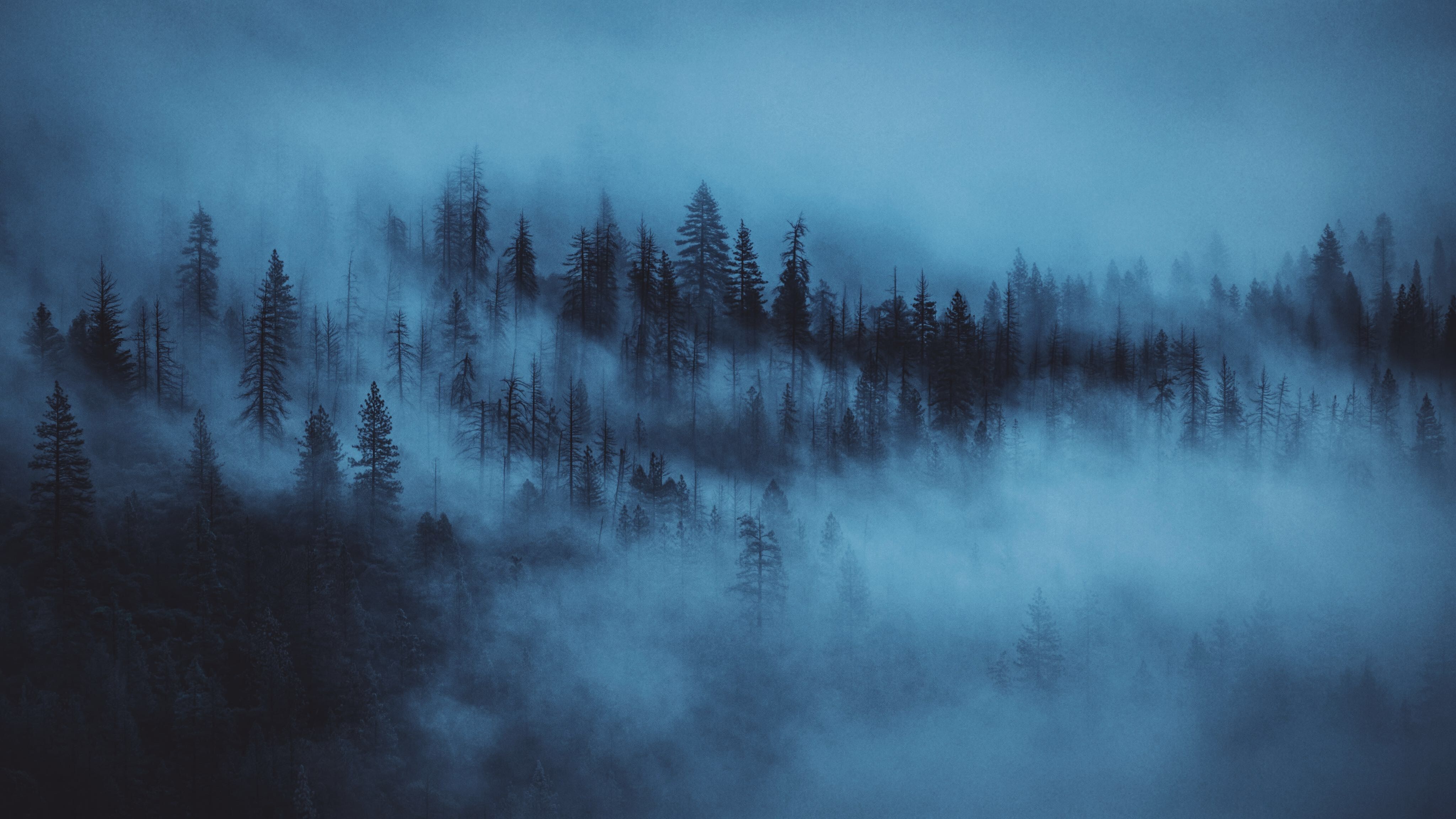 A forest with fog in the background - Desktop, fog, dark blue, foggy forest, woods