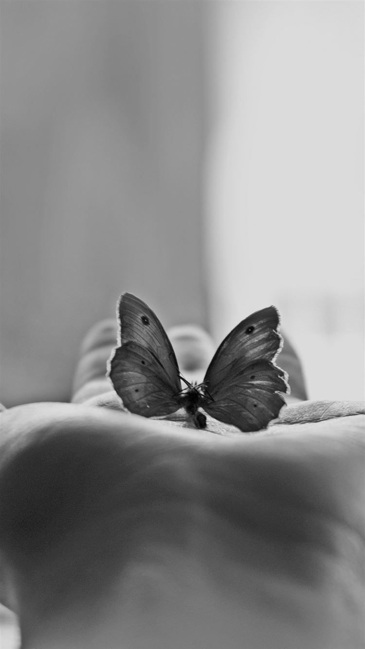 Butterfly Hand Black White Art iPhone 8 Wallpaper Free Download