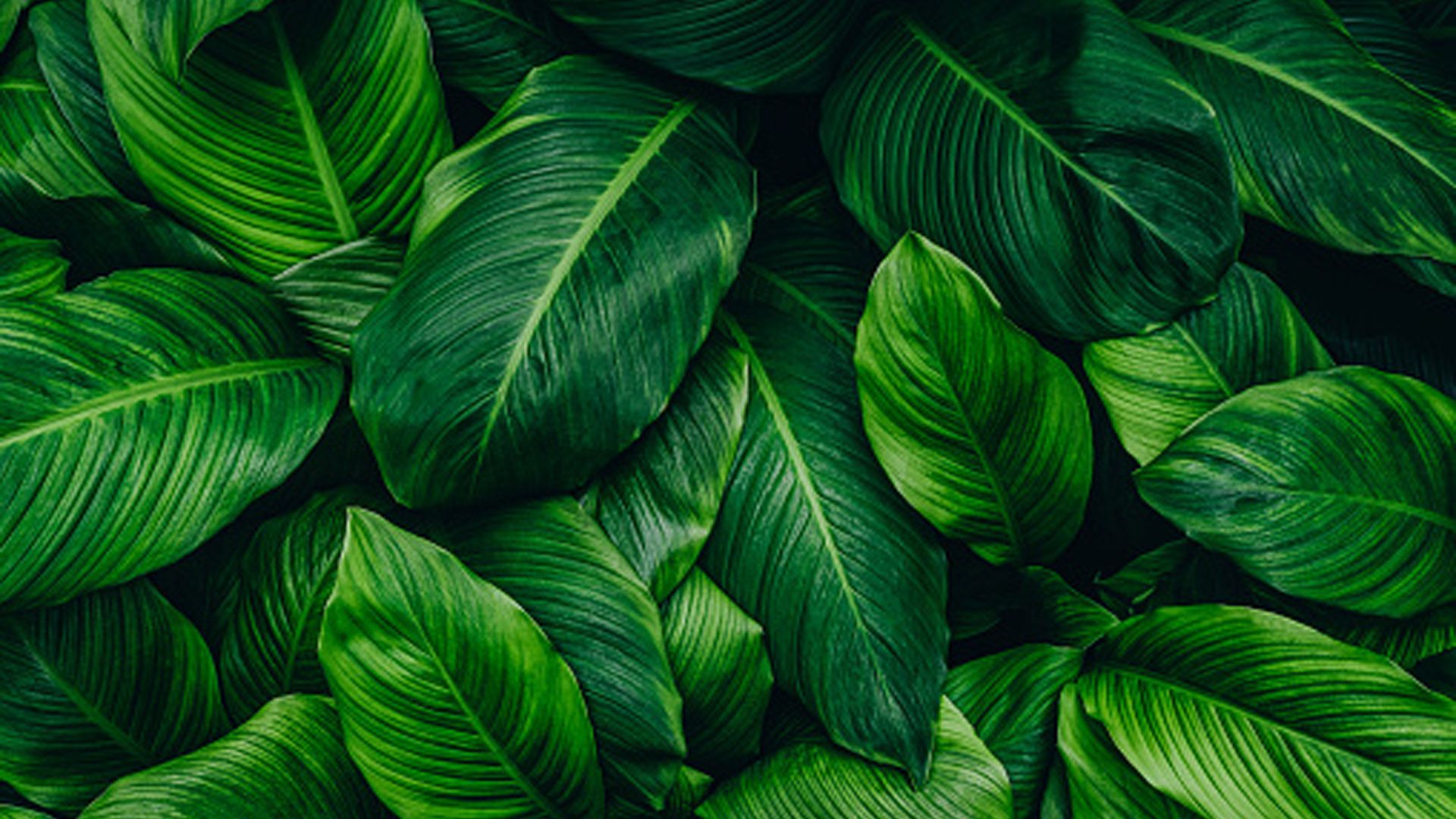 Closeup View Of Green Plant Leaves HD Green Aesthetic Wallpaper