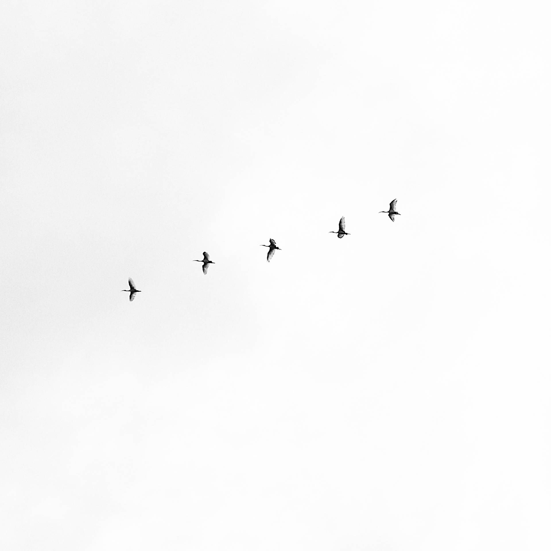 A flock of birds flying in the sky. - Clean, minimalist, white