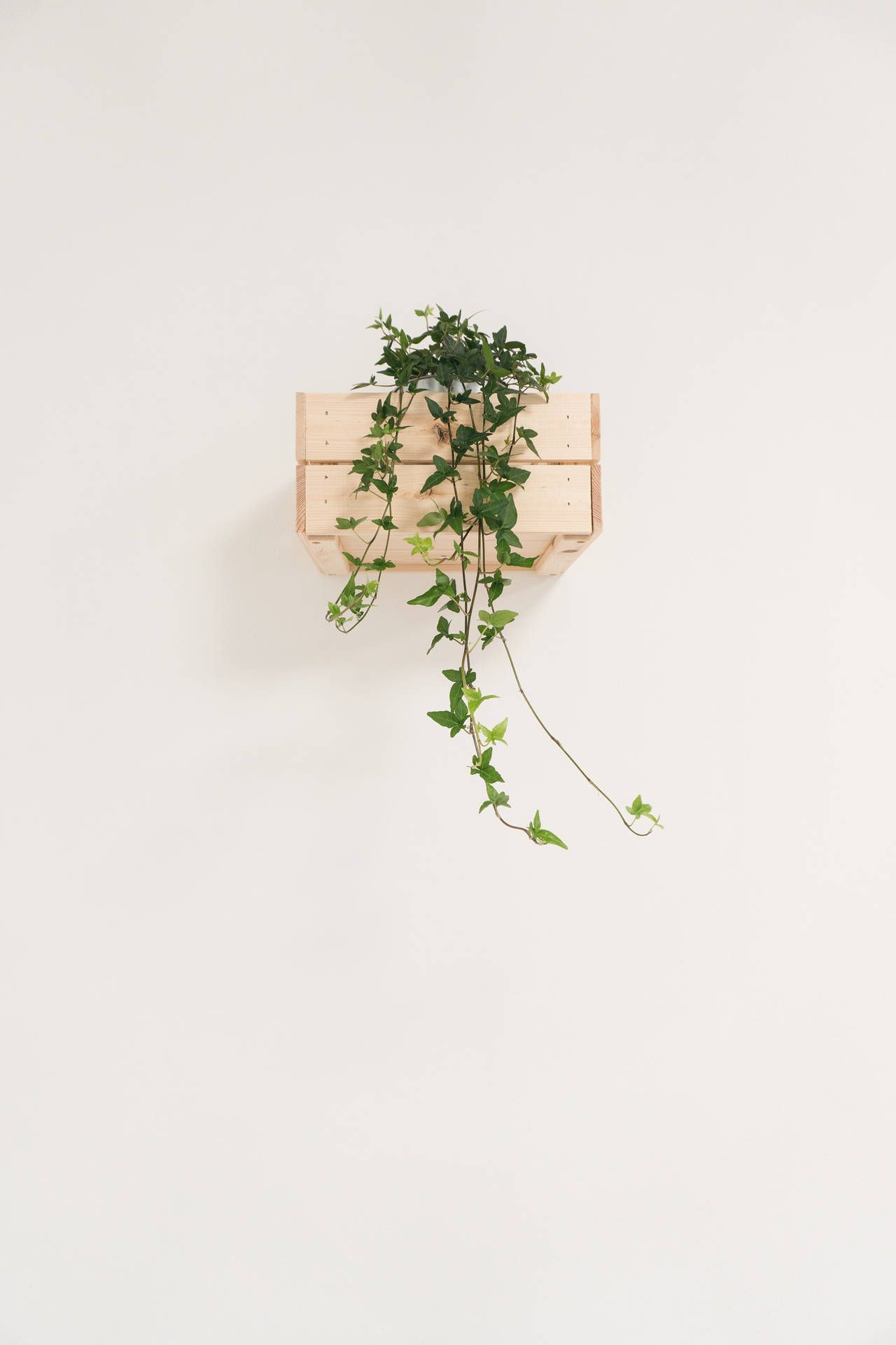 Download Minimalist Potted Ivy Plant Wallpaper