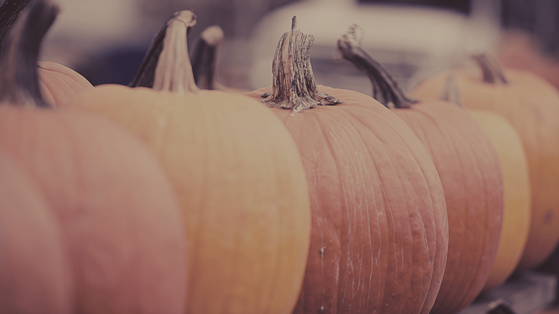 A row of pumpkins sit on a table. - Spooky, Halloween, Halloween desktop, pumpkin