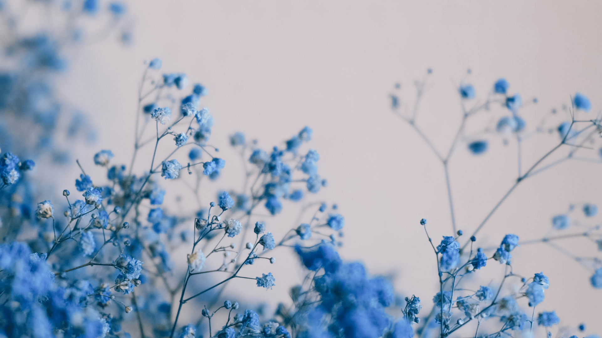 Blue flowers on a white background - Laptop, blue