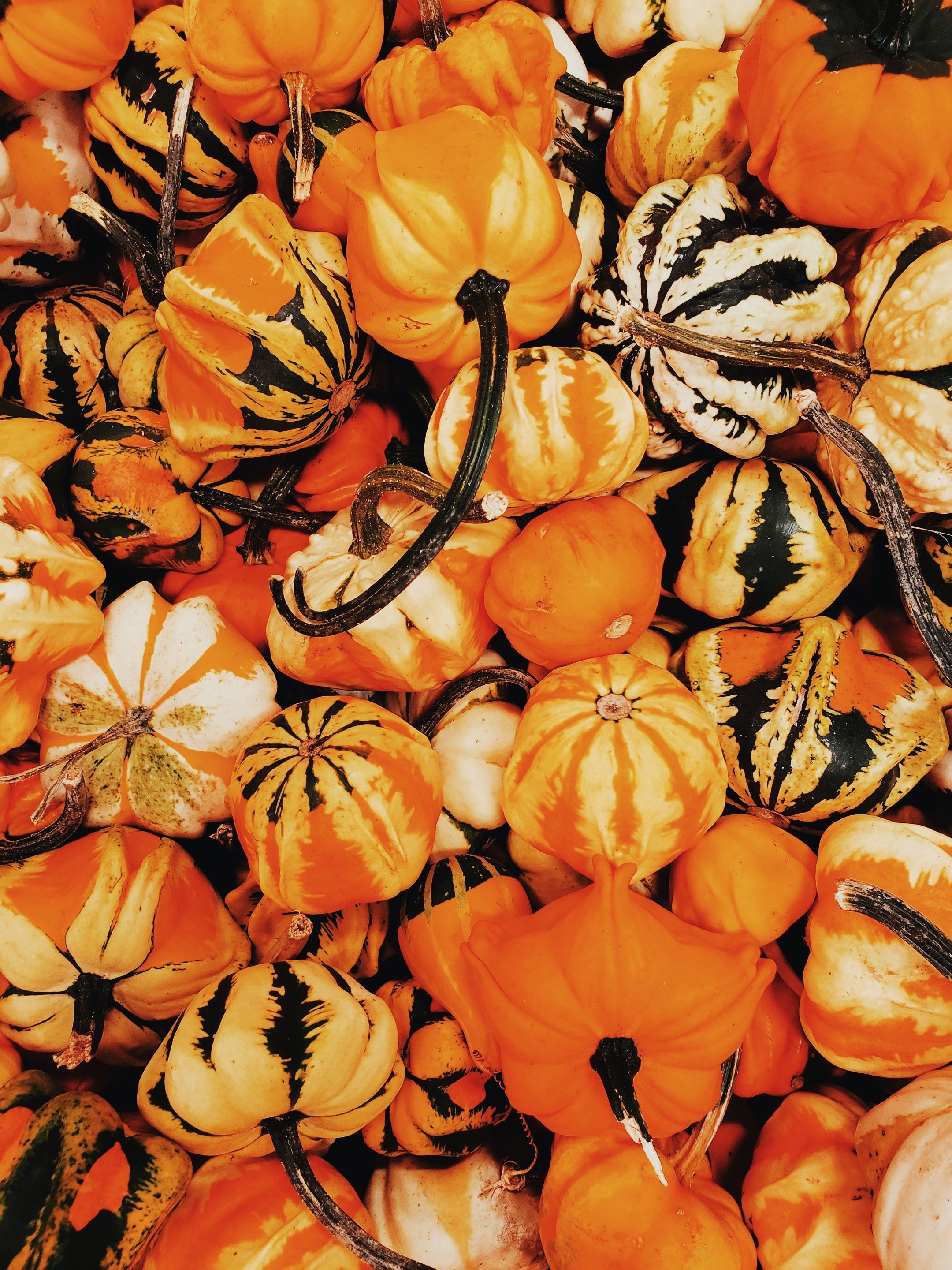 Pumpkins Photo, Download The BEST Free Pumpkins & HD Image