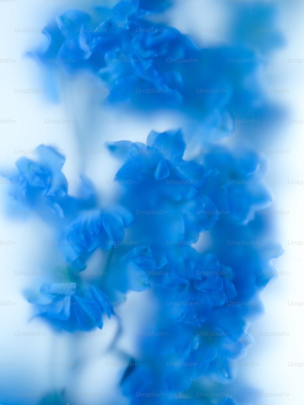 Close up of blue flowers on a white background - Blue