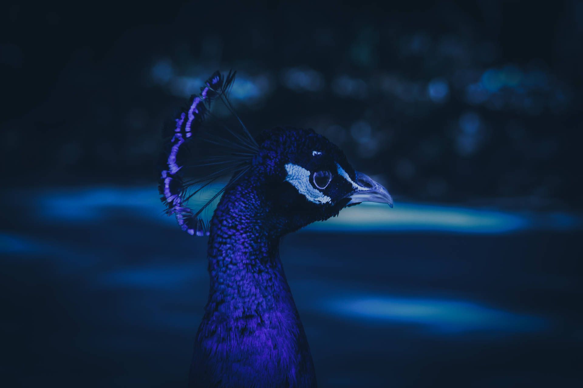 A blue and purple peacock standing in the dark. - Blue