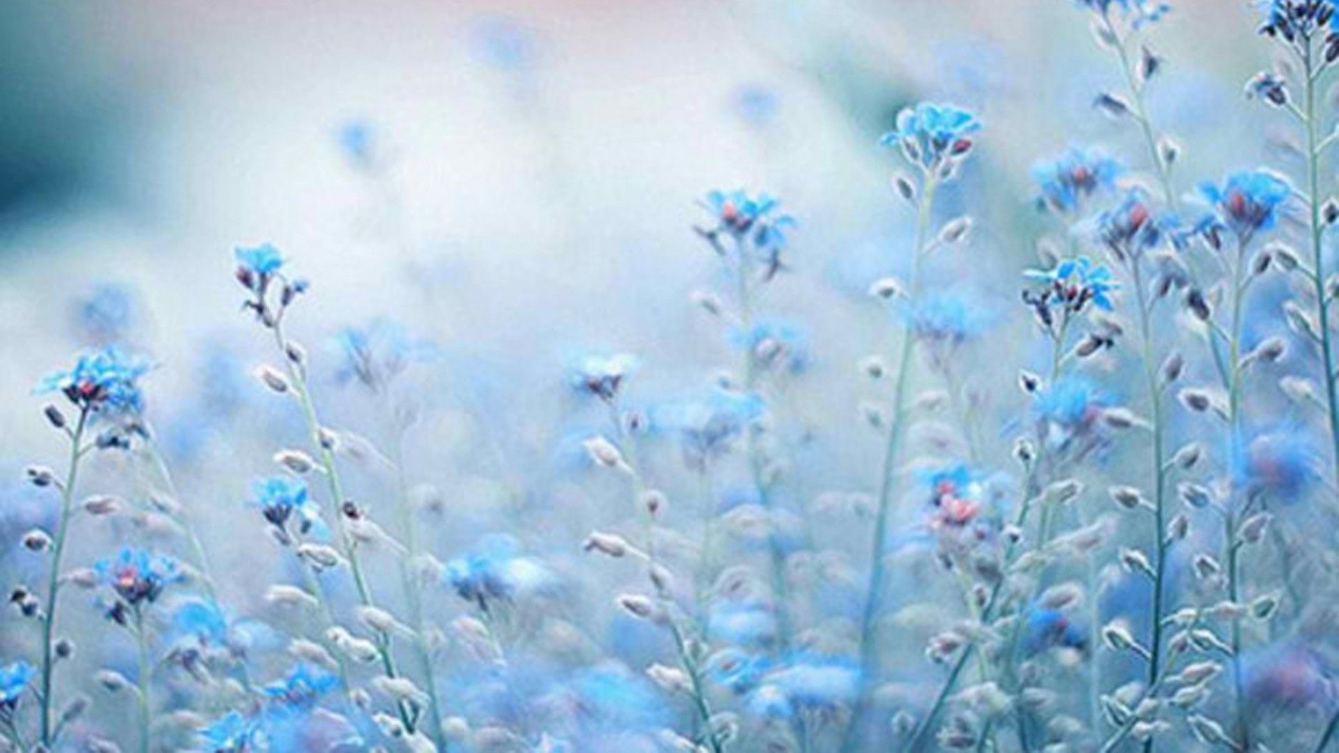 Blue Flowers Plants Aesthetic