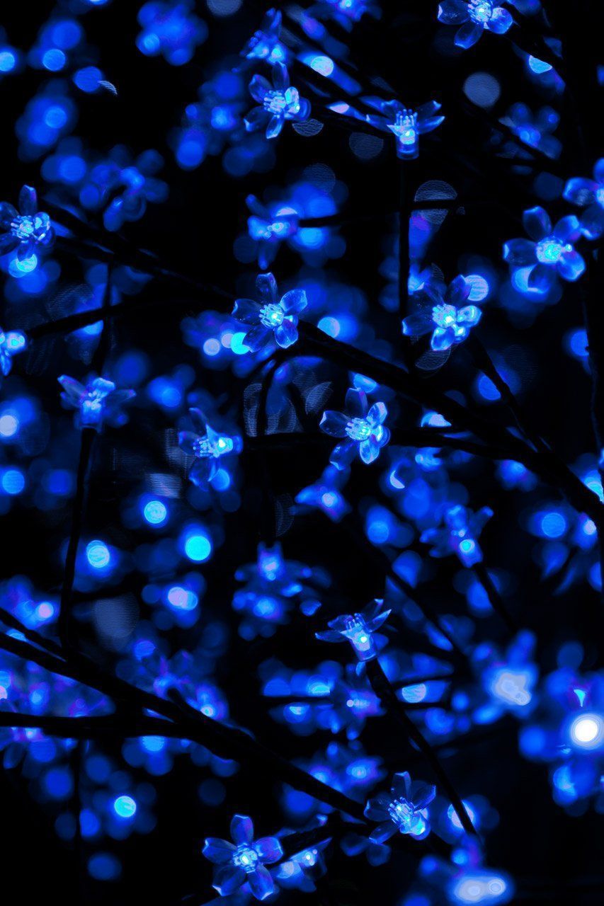A close up of blue flowers in the dark - Dark blue, neon blue, blue